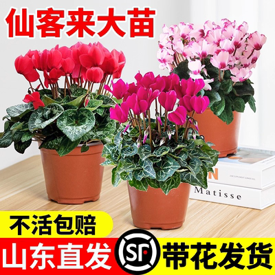仙客来盆栽花苗兔耳花好养大花阳台室内开花花卉蝶衣花年宵花绿植