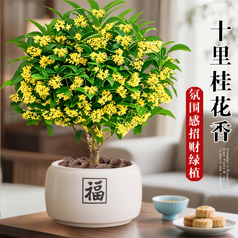 桂花树盆栽招财旺宅桌面盆景办公室绿植室内客厅中式禅意四季植物
