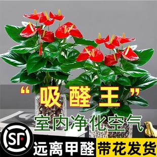红掌盆栽绿萝花卉绿植水培植物白掌一帆风顺室内好养吸发财树甲醛