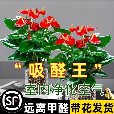 红掌盆栽绿萝花卉绿植水培植物白掌一帆风顺室内好养吸发财树甲醛