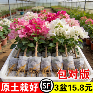 重瓣三角梅盆栽带花老桩大苗室内外爬藤植物红梅花卉四季多季开花