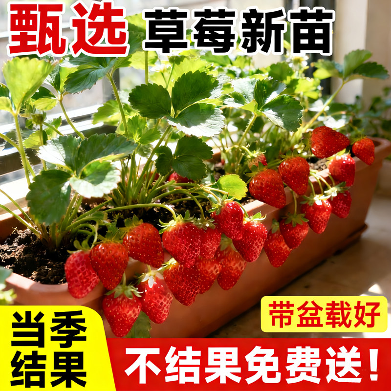 奶油草莓苗盆栽带花带果带土种籽子红颜四季结果阳台种植新苗苗秧