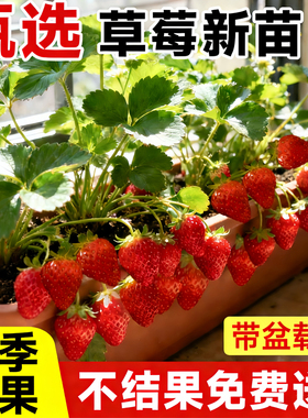 奶油草莓苗盆栽带花带果带土种籽子红颜四季结果阳台种植新苗苗秧