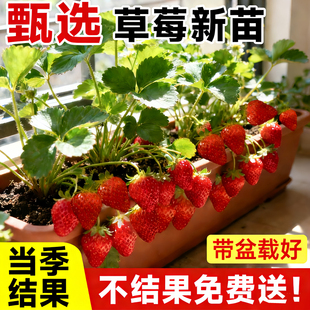 奶油草莓苗盆栽带花带果带土种籽子红颜四季 结果阳台种植新苗苗秧