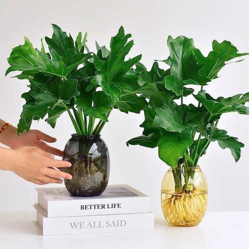 春羽水培植物盆栽室内客厅办公室桌面花卉大叶龟背竹好养绿植