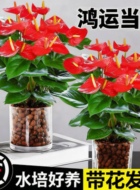 水培红掌盆栽带花大叶大花白掌易活花卉绿植鸿运当头办公室内好养