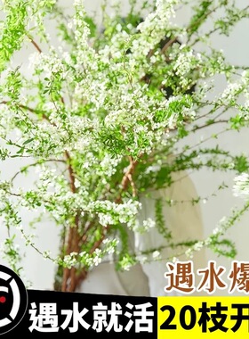 雪柳干枝鲜枝水养插花水培植物鲜花卉室内盆栽带花苞绿植龙柳好活