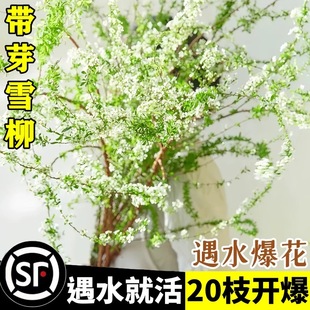 雪柳干枝鲜枝水养插花水培植物鲜花卉室内盆栽带花苞绿植龙柳好活