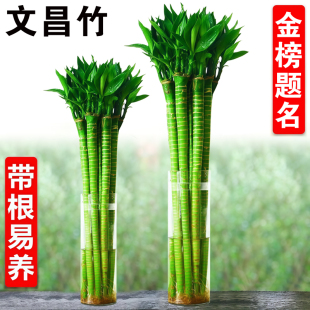 带根文昌竹文竹龙竹观音竹转运竹富贵竹植物水养书桌盆栽水培绿植