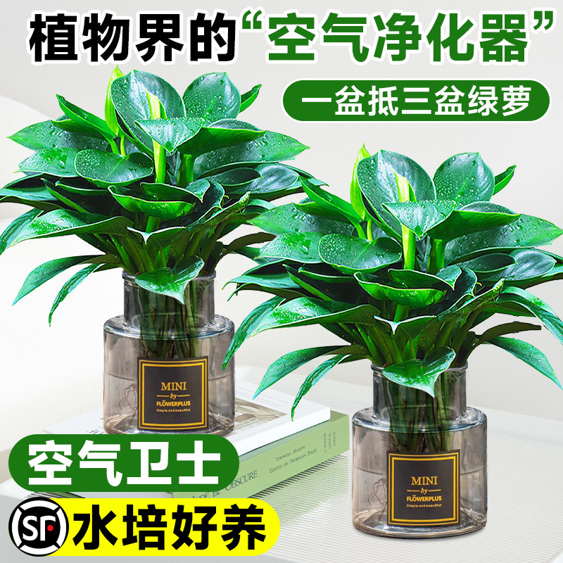 大叶金钻绿公主盆栽带花苞水培植物室内好养新房净化空气四季绿植