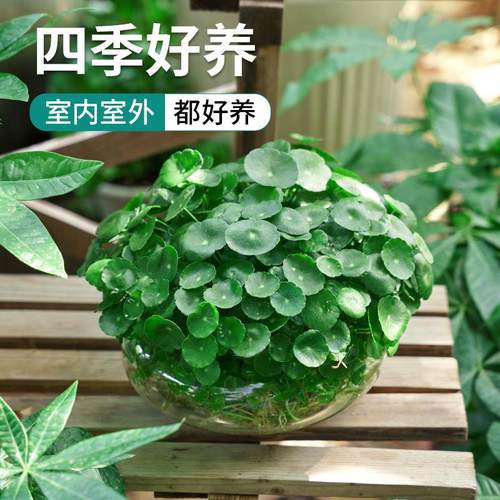 铜钱草水培植物大叶水养金钱草绿植鱼缸水草办公室桌面盆栽净化水