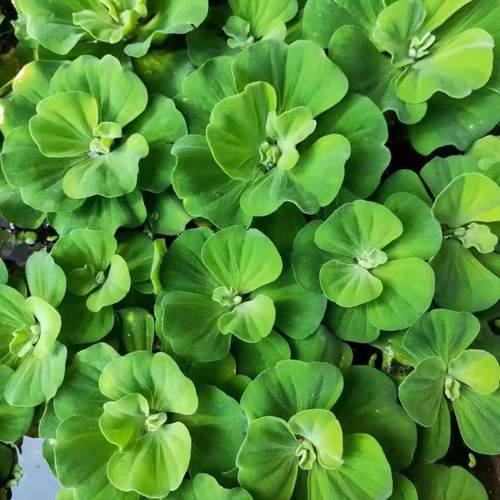 浮萍水草水芙蓉养鱼龟缸造景装饰水培植物水葫芦水草池塘净化水质