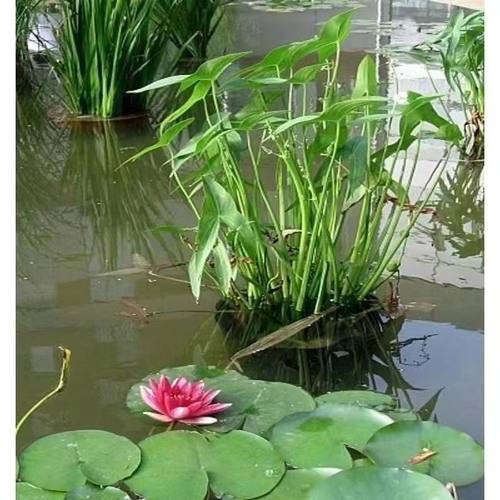 水生植物慈姑茨菇苗燕尾草挺水水草湿地鱼缸池塘净化花卉种球真草