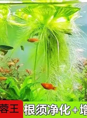 浮萍水草植物水上叶水草鱼缸净化水质的水草水芙蓉槐叶萍阴性造景