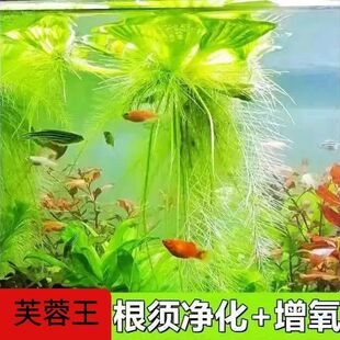 鱼缸浮萍水草活体植物四季 浮性除NO3净化水质微景观增氧水草浮萍