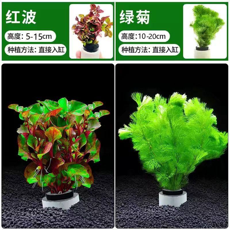 阴性植物小对叶增氧绿菊造景真草水草套餐红波坨草耐活鱼缸好养