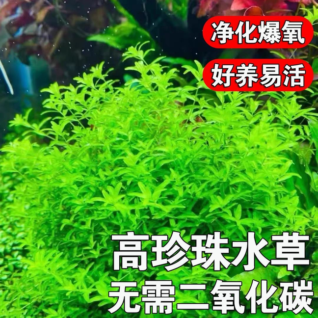水草日本高珍珠珍珠草无菌懒人阴性造景鱼缸新手净化植物增氧后景