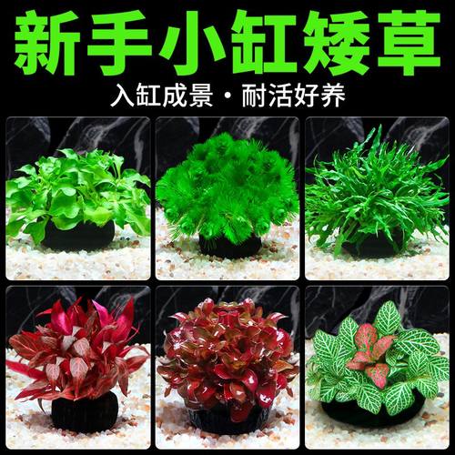 鱼缸水草植物懒人水草沉底养不死孔雀鱼专用水草蜈蚣水草水草植物