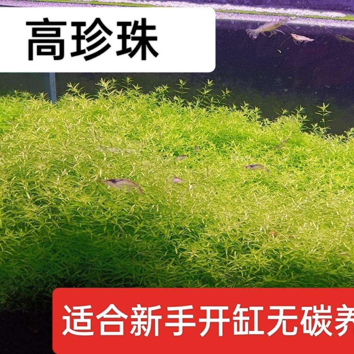 水草日本珍珠草高珍珠鱼缸造景无需二氧化碳新手水草中景后景草