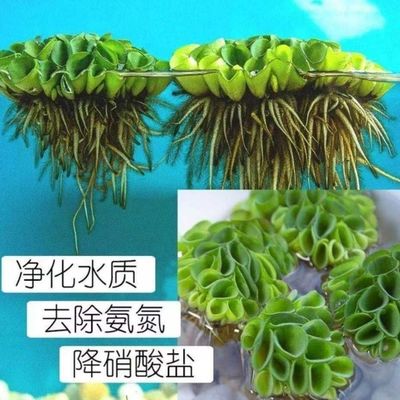 鱼缸造景肚兜萍水芙蓉一叶莲浮性水草净化水质养鱼养龟活体水植物