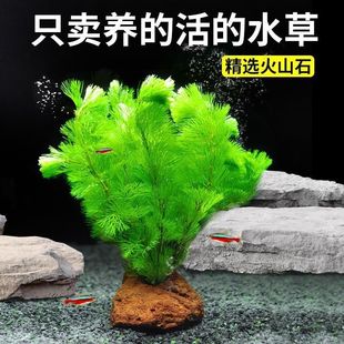 水草植物鱼缸真草造景火山石装 饰增化水质增氧水草水草大全