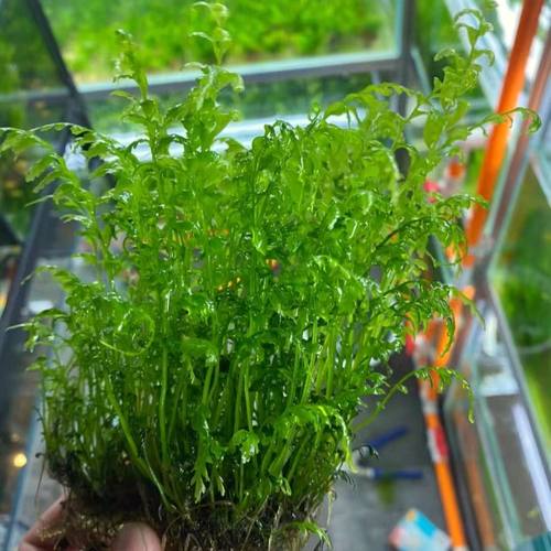 青木蕨水草鱼缸植物水下沉木造景好养增氧新手懒人耐活阴性