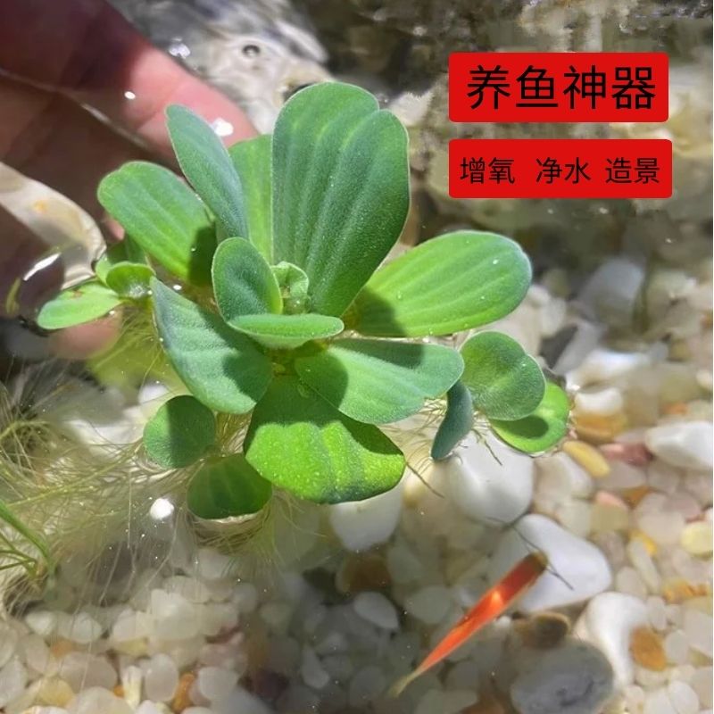 水葫芦水草浮萍鱼缸懒人净化水质植物池塘水生植物造景水芙蓉水培