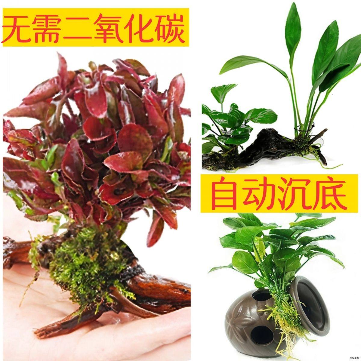 造景新手植物好养净化水质红波坨草绿菊水草套餐水竹蜈蚣草耐活