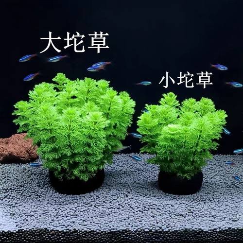 宝塔坨草真水草好养耐活增水绿菊植物观赏鱼长的快一体热带鱼