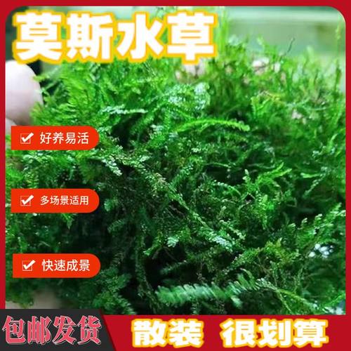 懒人莫斯水草一整套孔雀鱼水草散装鱼缸增氧地毯增氧水草绿植