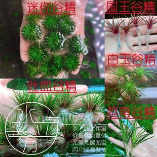 谷精水草印度迷你谷精吐血谷精白玉谷精国王谷精水草越南谷精水草