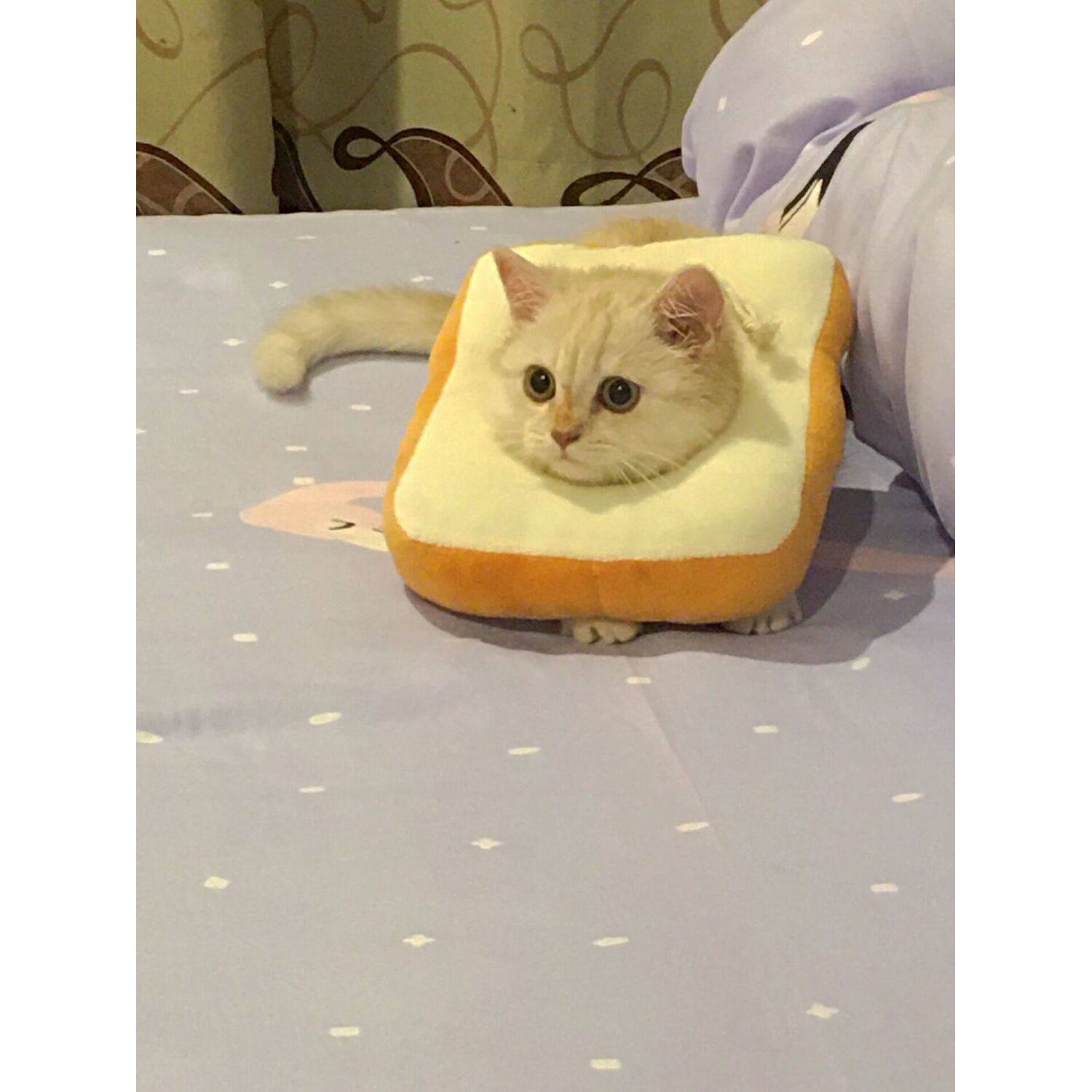 猫套头绝育防舔可爱超轻项圈吐司面包伊丽莎白猫圈猫咪防抓可调节,宠物/宠物食品及用品,宠物伊丽莎白圈,淘宝优惠券,粉丝福利购,淘宝优惠卷