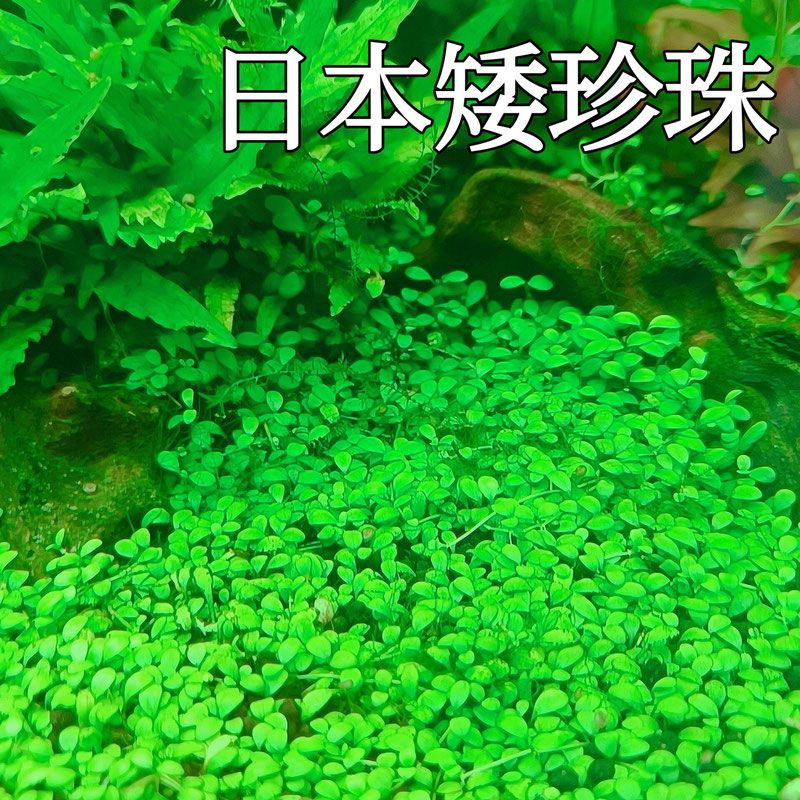 日本矮珍珠水草水下叶鱼缸造景前景草坪类阴性活体迷你爬地草皮