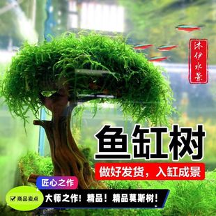 鱼缸水生树莫斯树真树沉木水草懒人无需底沙大蘑菇头造景莫斯