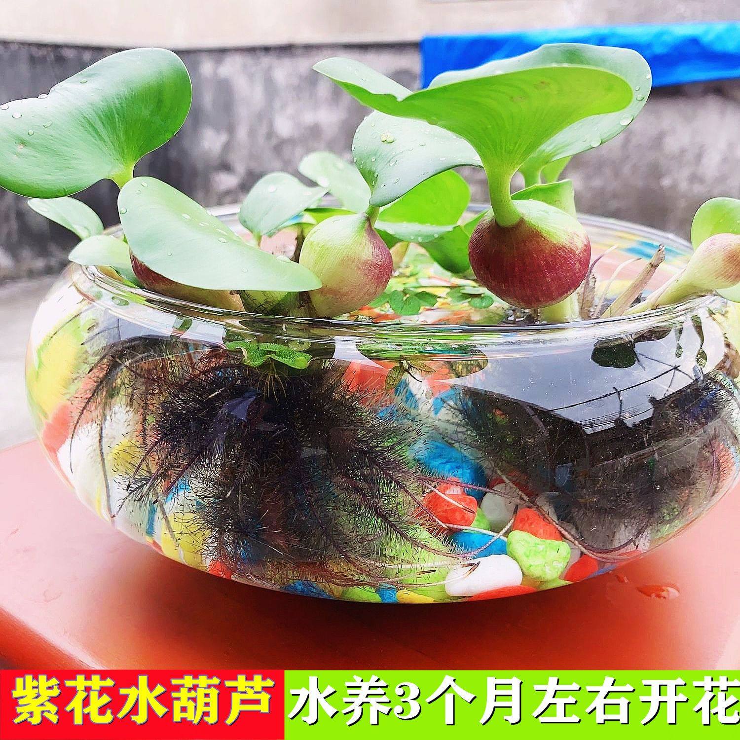 水葫芦苗凤眼莲鱼池水培植物水浮懒人水草无需底沙水生四季鱼缸土