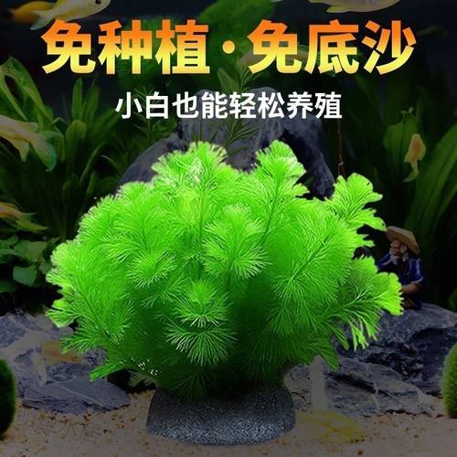 蜈蚣草懒人坨草鱼缸造景中后景阴性绿菊新手净化水质水草好养易活