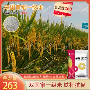 国审金龙优263一级香稻种水稻种子甜香优长粒
