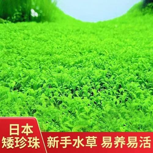 矮珍珠阴性无菌净化懒人草增氧造景前景水草新手鱼缸植物二氧化碳