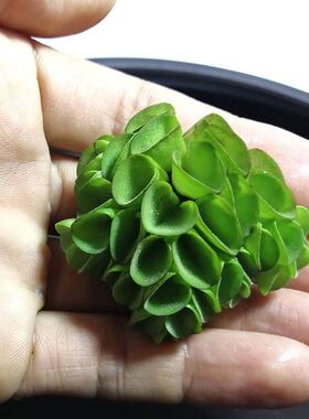 浮萍水芙蓉水葫芦肚兜浮萍水草水培植物养鱼龟圆心萍槐叶萍造景缸