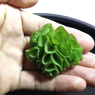 浮萍水芙蓉水葫芦肚兜浮萍水草水培植物养鱼龟圆心萍槐叶萍造景缸