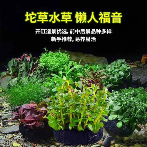 鱼缸水草造景鲜活水草套餐增水好养耐活前中后景懒人绿植坨草