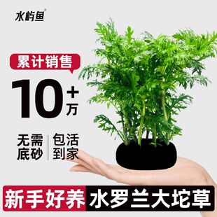 水屿鱼水草水罗兰大坨鱼缸增氧植物水培绿植新手懒人造景无需底砂