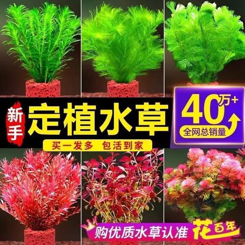 水草植物鱼缸真草造景生态全套摆件养鱼增氧铺底阴性水培净化绿植