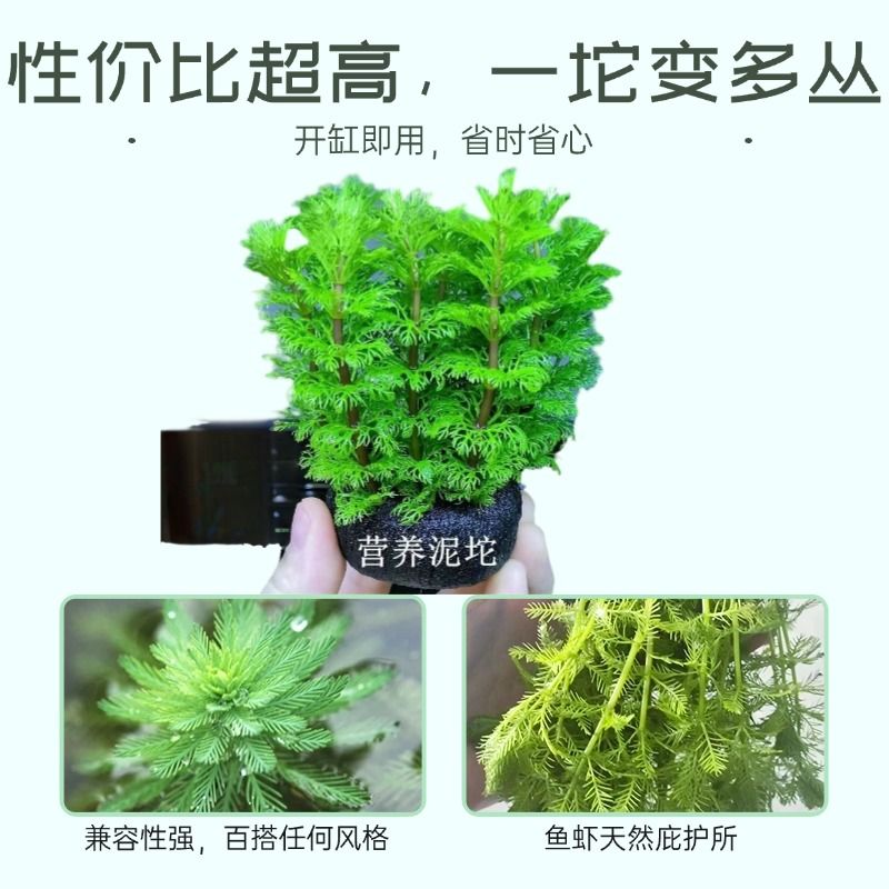 小宝塔真草水培植物懒人水草坨草生态缸造景净水羽毛净化后景水质