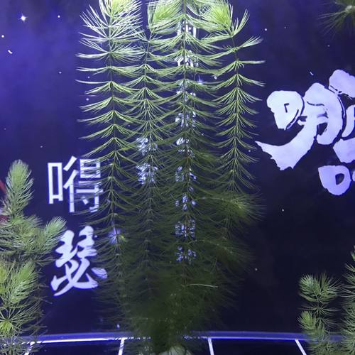 金鱼藻 水草 斗鱼草 新手懒人鱼缸造景装饰不用泥易养易活 真水草