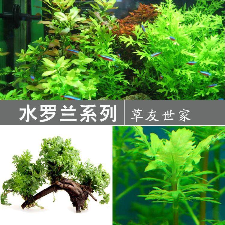 鱼缸造景水草套餐包邮 沉木水草前景草水罗兰真水草活体
