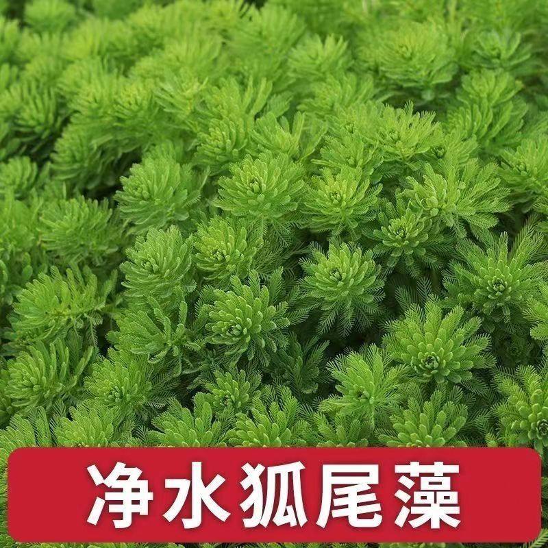狐尾藻水草净化水质植物养殖小龙虾造景鱼缸懒人水培盆栽乌龟淡水