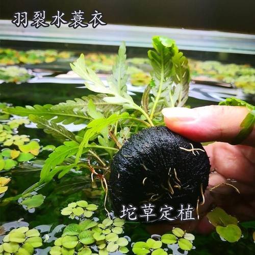 羽裂水蓑衣雨裂坨草懒人沉木淡水鱼缸无需二氧化碳陀草增氧