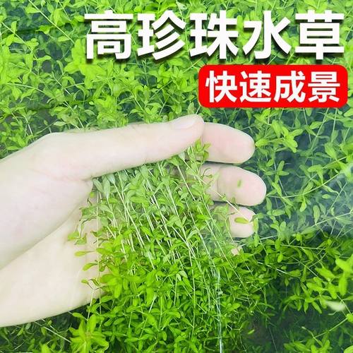 水草日本珍珠草高珍珠鱼缸造景无需二氧化碳新手水草中景后景草