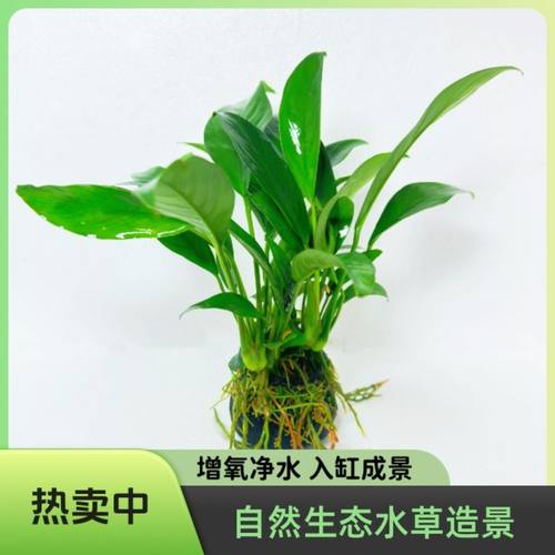 丹麦尖叶榕坨草鱼缸造景装饰新手火山石好养耐活净水增氧水草